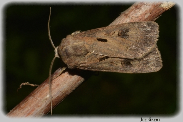 Agrotis exclamationis - felkiáltójeles földibagoly