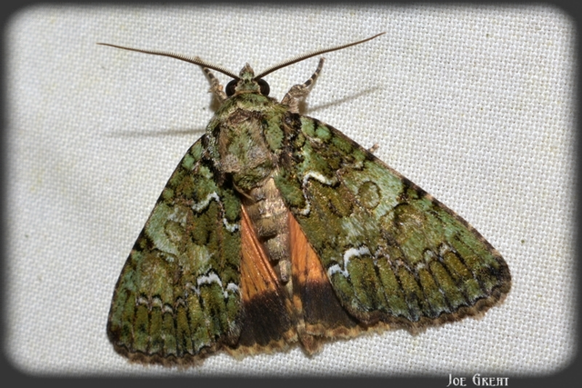 Polyphaenis sericata - selyemfényű erdeibagoly