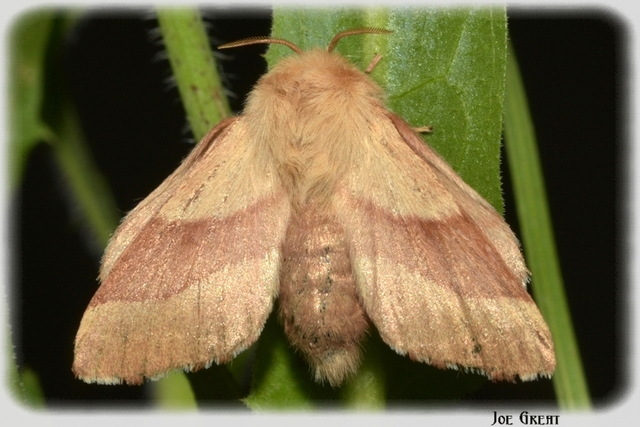 Malacosoma neustria - gyűrűsszövő