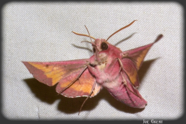 Deilephila porcellus - piros szender
