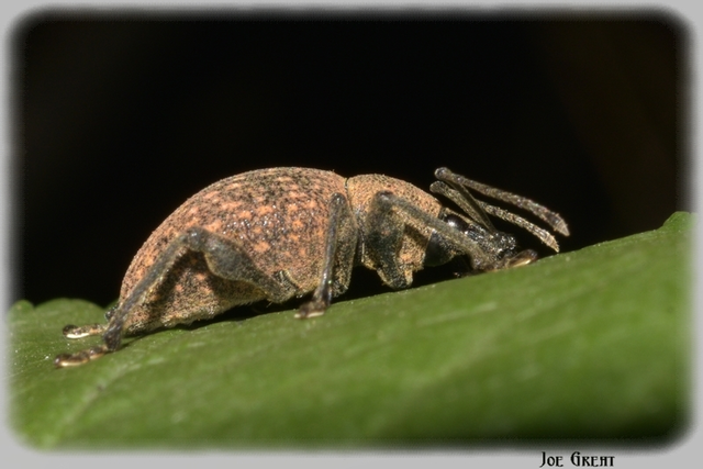 Otiorhynchus armadillo - katonás gyalogormányos