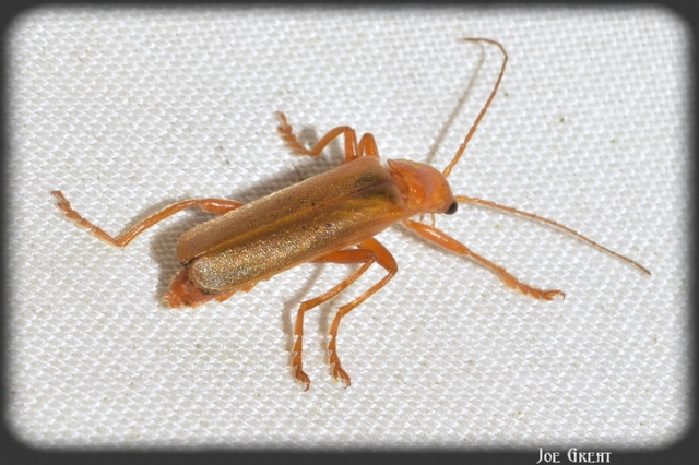 Cantharis rufa - rőt lágybogár