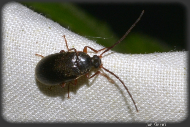Hymenalia rufipes - rőtlábú alkonybogár