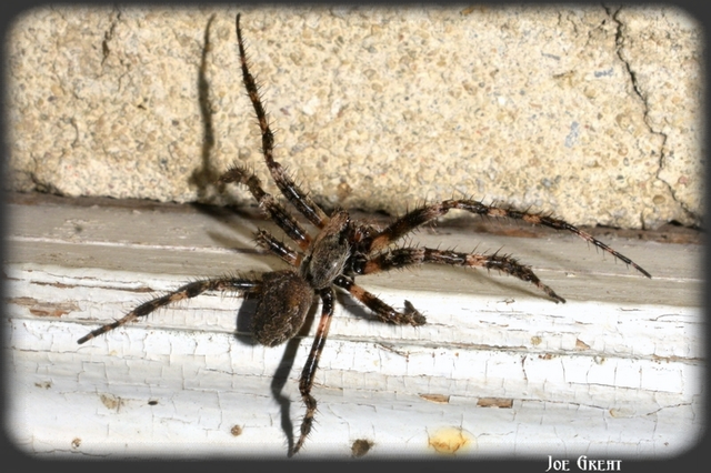 Araneus circe/angulatus