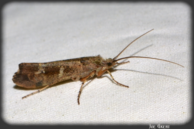 Trichoptera - Tegzesek
