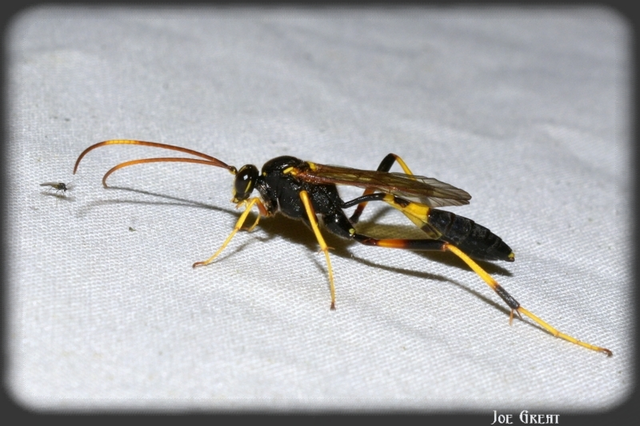 Acroricnus seductor