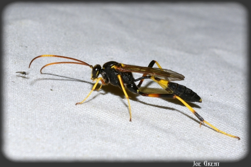 Acroricnus seductor
