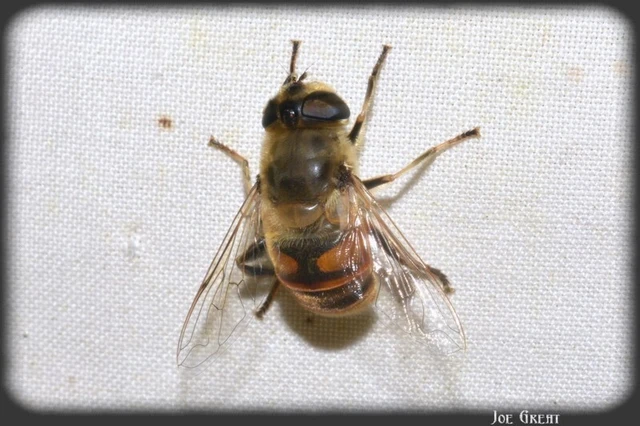 Eristalis tenax - közönséges herelégy