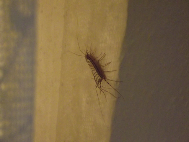 Scutigera coleoptrata - légyölő pókszázlábú
