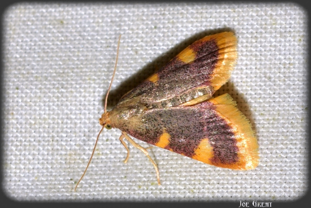 Hypsopygia costalis - szénailonca