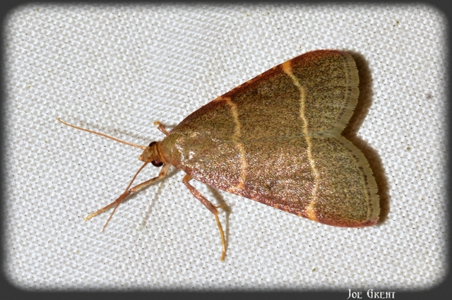 Hypsopygia glaucinalis - rezes fényilonca
