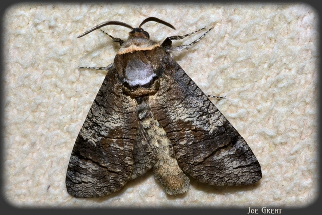 Cossus cossus - fűzfarontólepke