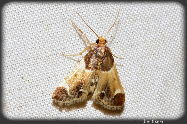 Pyralis farinalis - lisztilonca