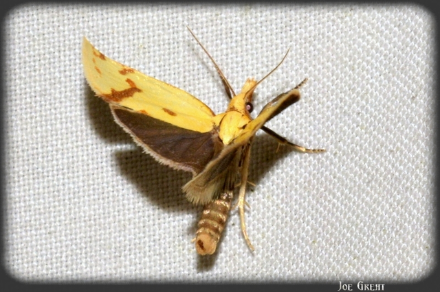 Agapeta hamana - közönséges sárgamoly