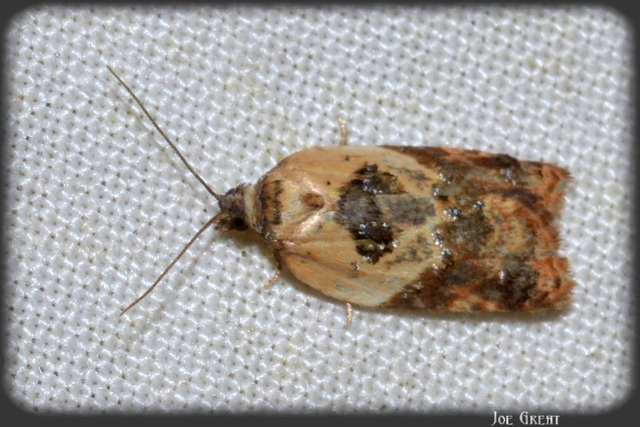 Acleris variegana - tarka levélmoly