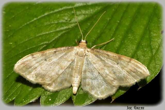 Idaea fuscovenosa - szürkeszélű apróaraszoló