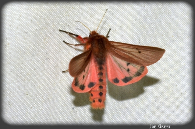 Phragmatobia fuliginosa - füstös medvelepke