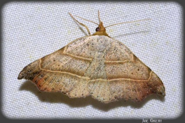Laspeyria flexula - zuzmóbagoly