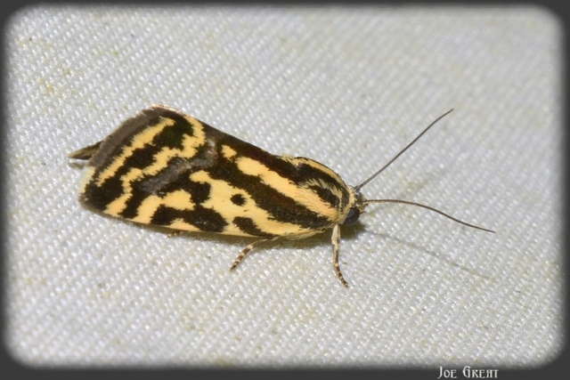 Emmelia trabealis - zebrabagoly