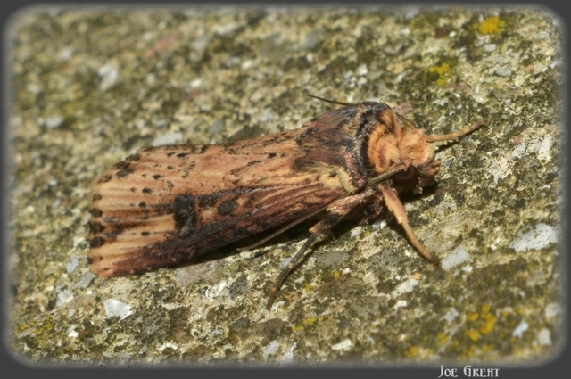 Axylia putris - vonalkás földibagoly