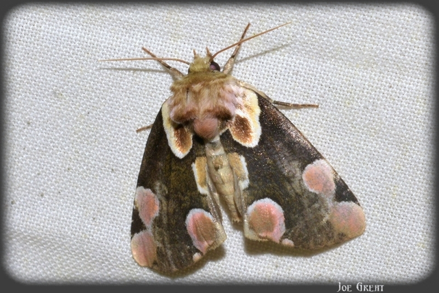 Thyatira batis - rózsafoltos pihésszövő Thyatira batis - rózsafoltos pihésszövő