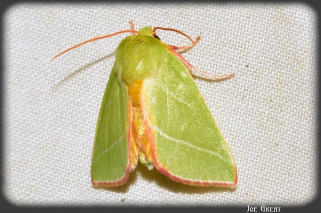 Pseudoips prasinana - bükkfa-zöldbagoly