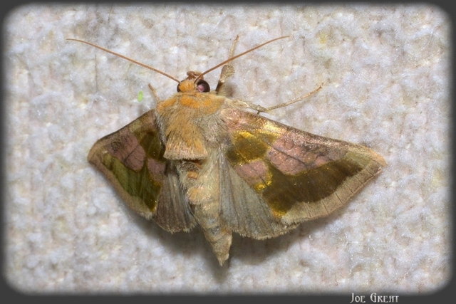 Diachrysia chrysitis - aranybagoly