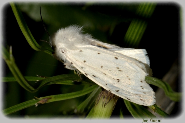 Spilosoma lubricipedum - tejszínű medvelepke