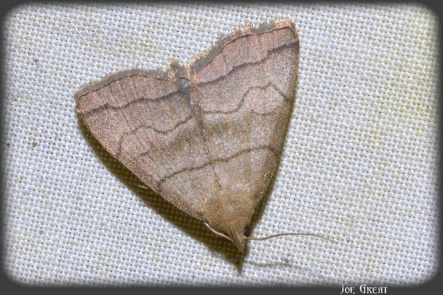Herminia tarsicrinalis - szőröslábú karcsúbagoly