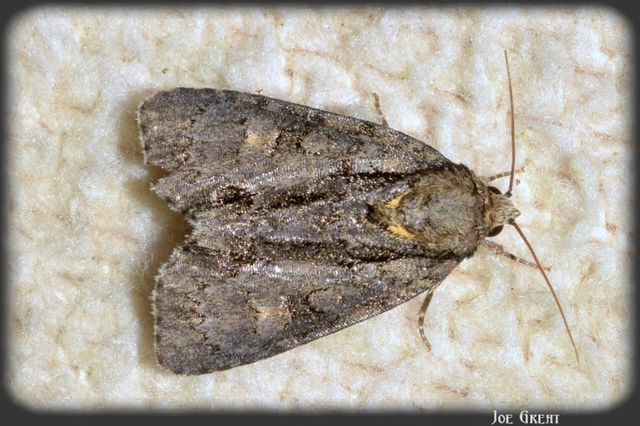Acronicta strigosa - kis szigonyosbagoly