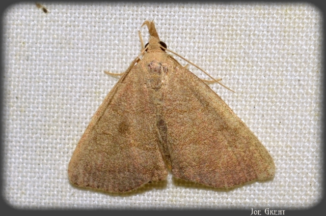Herminia tarsicrinalis - szőröslábú karcsúbagoly