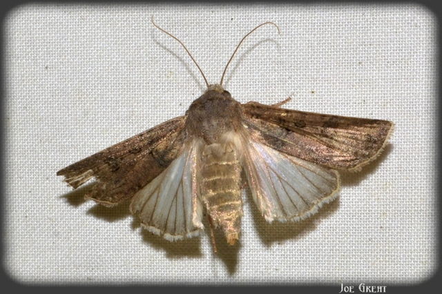 Agrotis segetum - vetési földibagoly