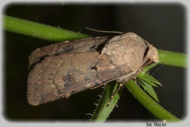 Agrotis exclamationis - felkiáltójeles földibagoly