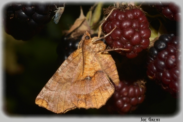 Selenia dentaria - kétfoltos holdasaraszoló
