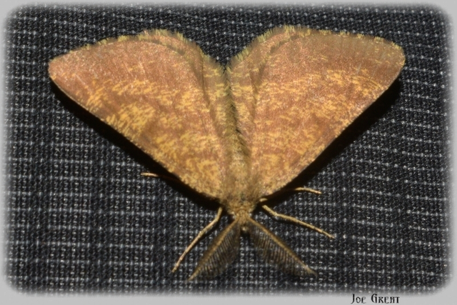 Ematurga atomaria - barna rétiaraszoló
