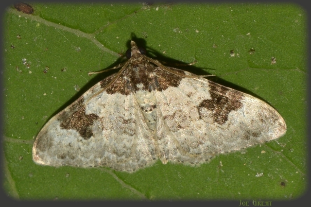 Xanthorhoe fluctuata - közönséges tarkaaraszoló