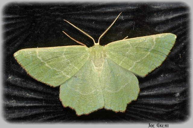 Thalera fimbrialis - csipkésszélű zöldaraszoló