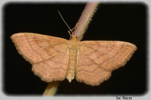 Idaea ochrata - okkerszínű sávosaraszoló