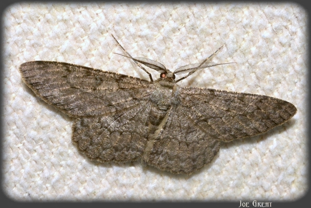 Hypomecis punctinalis - pettyes faaraszoló