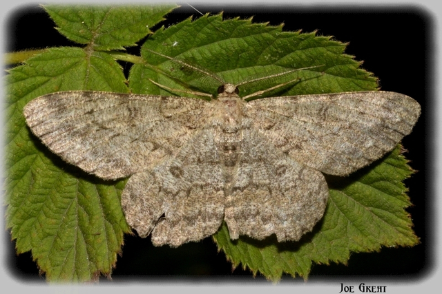 Hypomecis punctinalis - pettyes faaraszoló