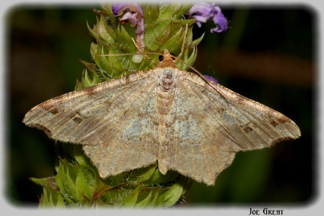 Macaria alternata - közönséges szürkearaszoló