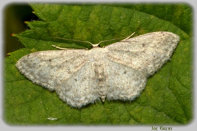 Idaea seriata - szürke apróaraszoló