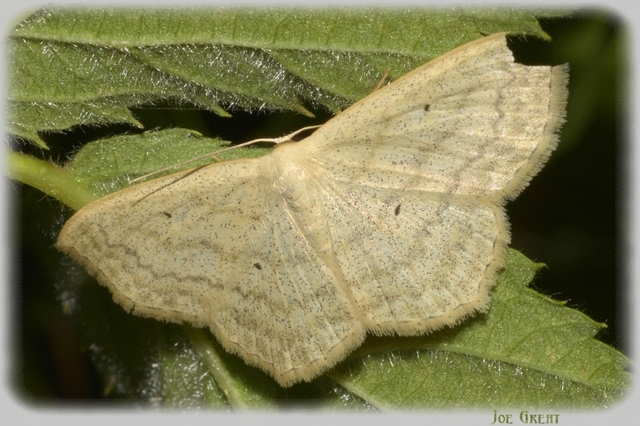 Scopula nigropunctata - feketepettyes araszoló