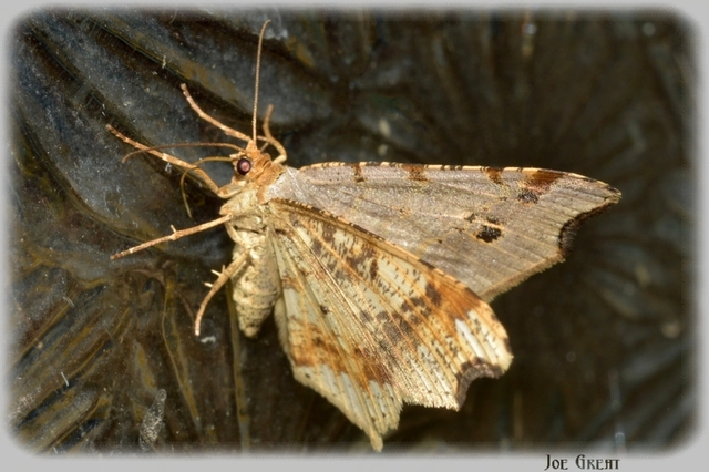 Macaria alternata - közönséges szürkearaszoló