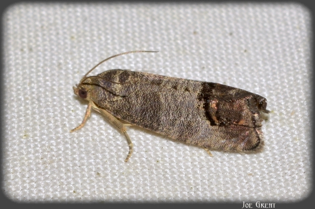 Cydia pomonella - almamoly