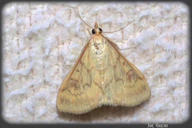 Ostrinia nubilalis - kukoricamoly