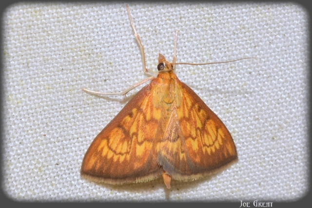 Ecpyrrhorrhoe rubiginalis - rozsdavörös tűzmoly