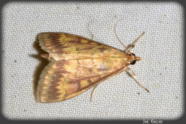 Ostrinia nubilalis - kukoricamoly