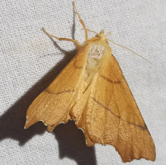 Ennomos erosaria - hársfa-levélaraszoló