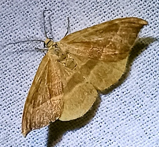Watsonalla cultraria - bükkfa-sarlósszövő